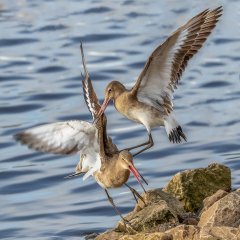 Carl Lane-Godwit fight-Very Highly Commended.jpg